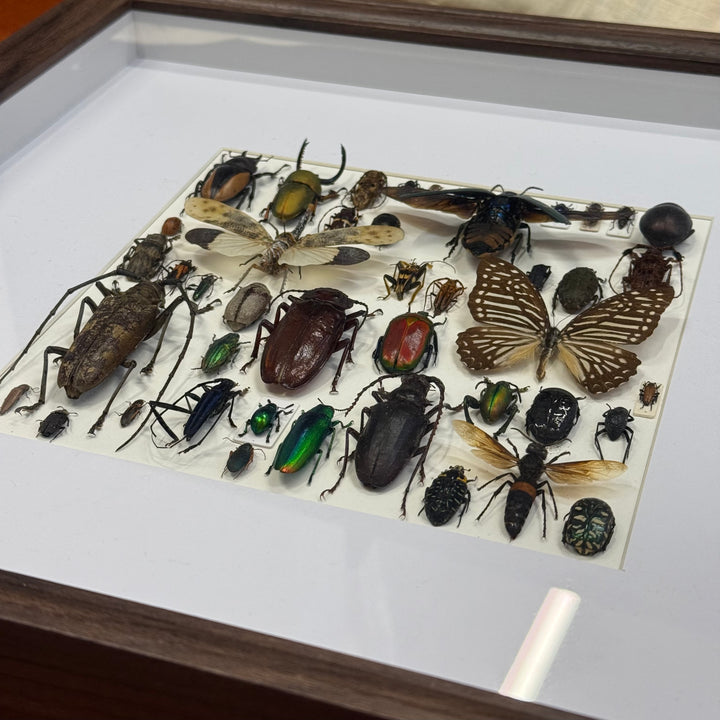 Cadre d'insecte