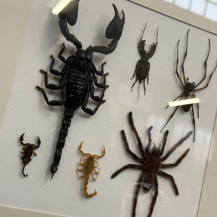 Cadre composition d'Arachnides