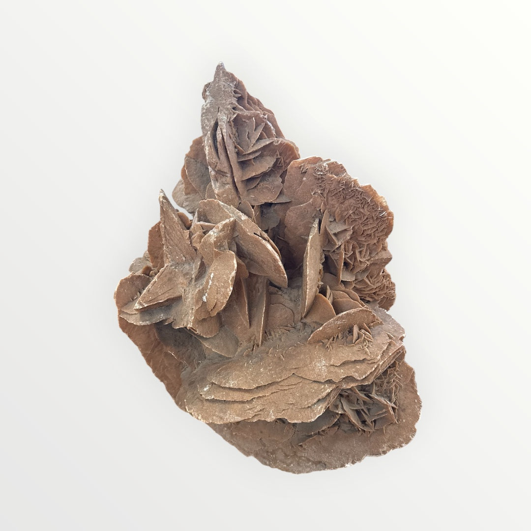 Rose des sables