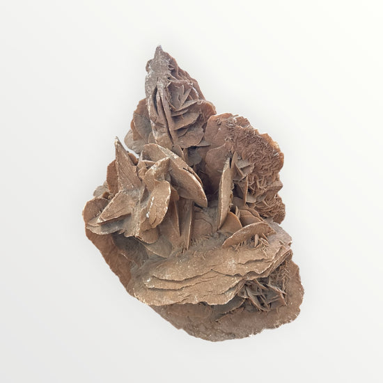 Rose des sables
